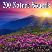 Distant Howling Wind - Dr. Meditation