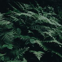 Wayward Willows - Relaxing Music Therapy & Sleep Baby Sleep