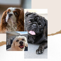 Caring (Fun Puppies) - Calming for Dogs