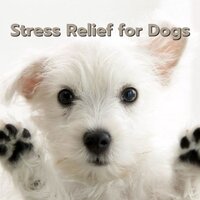 Pet Salon - Jazz Music Therapy for Dogs