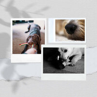 Subdued (Doggy Meal Time) - Sleepy Dogs