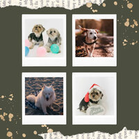 Swanky Backdrops for Chilling Your Dog - Relaxing Music for Dogs