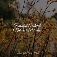 Everlasting Forest - White Noise Relaxation & Mindfulness Mediation World & Powerthoughts Meditation Club