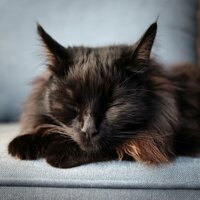 Dinámica De Armonía Felina - Barba legendaria & Música para Calmar a tu Gato & Música para Relajar y Dormir Gatos