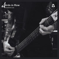 Love Is Political - Birds In Row