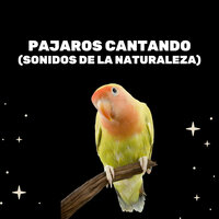 Pájaro Sonidos En La Naturaleza - Medicina Relajante & Prince Sereno & El Ruido Blanco
