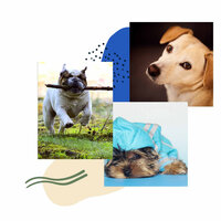 Awesome Music for Dog Calming - Dogs at Home