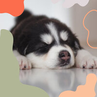 Brilliant Ambiance for Chill Dogs - Sleeping Music For Dogs