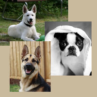 Entertaining - Music - Relaxing Music for Dogs