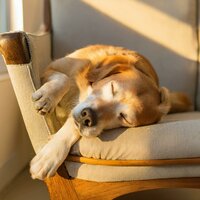 Felicidad Del Perro De La Guitarra - Caminante de la naturaleza & Música para acalmar cachorro & Ansiedad De Los Perros