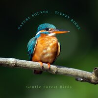 The Sleepy Birdsong - Gentle Forest Birds
