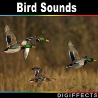 Mallard Duck Quacking Version 3 - Digiffects Sound Effects Library