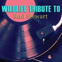 Maggie May - Wildlife