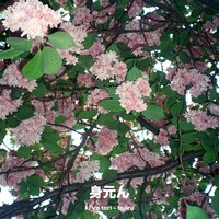 tojiru - ki ya tori & Sarah Wild & Polygonia