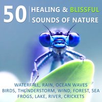 Green Zen Garden (Ultimate Massage Relaxation) - Sound Therapy Masters