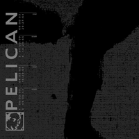 Pulse - Pelican