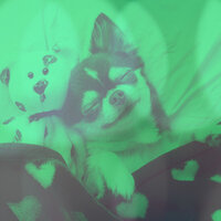 Dream Like Backdrops for Dogs at Home Alone - Dog Music Hour
