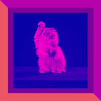 Mysterious Ambience for Cozy Kittens - Music For Cats