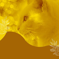 Trio Jazz Soundtrack for Comfy Cats - Music For Cats Peace