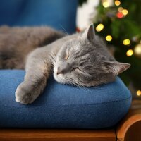 Melodías Pacíficas Para Dormir Gatos - Alivio tranquilo del estrés & Zona tranquila de pájaros cantores & Musicoterapia para gatos