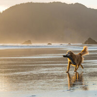 Ocean Sounds for Puppies - Ocean Sounds FX & Dog Music & Sleeping Music For Dogs & Nature Therapy