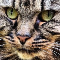 Softening Ambience - Music For Cats & Calm Music for Cats & Music for Cats Project