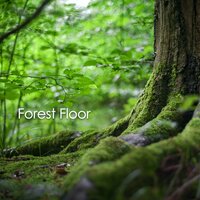 Night Rain - Forest Sounds & Baltic Nature Sounds & Forest Sounds For Sleep