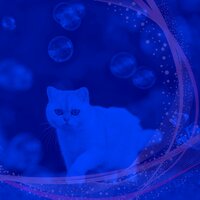 Чувство (Милые кошки) - Кошачья музыка роскошный