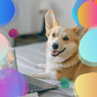 Subdued Well Trained Dogs - Dog Music Therapy
