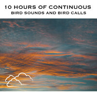 Bird Sounds and Bird Calls for Sleeping, Pt. 89 (Continuous No Gaps) - White Noise Radiance & Bird Sounds