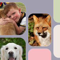 Dreams (Wonderful Puppies) - Musica Relajante para Perros Momentos