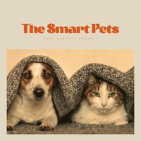 Customs of the Coast - Relaxing Pet Music