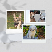 Uplifting Smooth Jazz Sax Ballad - Vibe for Calming Your Puppies - Chill My Pooch