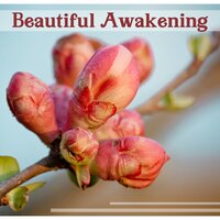 Morning Music - Healing Touch Zone