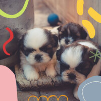 Wondrous Ambiance for Calm Hounds - Dog Music Therapy