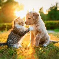 Los Suaves Sonidos De Sueño Calman - MesmeriSé & Cachorros Bebes Orchestra & Famosa música para perros