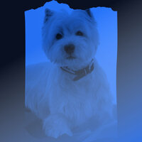 Swanky Moods for Sleeping Dogs - Dogs at Home