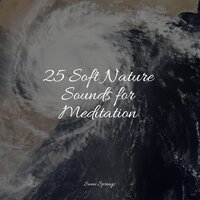 Forest, Morning,Calm,Birds - Meditação Maestro & Yoga Music & Soothing Music Academy
