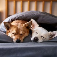 Lofi Para El Descanso Nocturno De Los Perros - Entrenamiento de ondas cerebrales de tonos isocrónicos & Olas de música para perros & Relax mi perro música