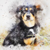 Flutes - Sleepy Dogs & Dog Calming Music & Dog Relaxation