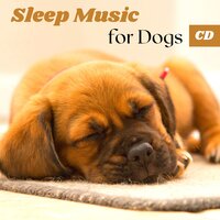 New Calm - Music for Dogs Collective