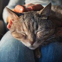 Cadencia De Gato Suave - Terrícola & Solo para gatos & Guarida de música de gatos