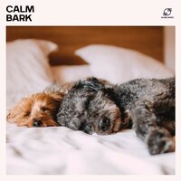 Soulful Glance - Music for Dogs Collective & Calm Pets Music Academy & Pet Music Maestro & Pet Zen