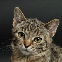 Drift Away into Dreams - Pet Care Club & Music for Cats TA & Cat Music Therapy