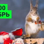 Топ 100 Muzmo декабрь 2017