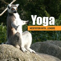 Zen Relaxation - Joga Relaxing Music Zone