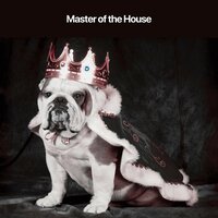 Master of Exploration - Dog Sleep Academy