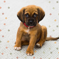 Smart Ambience for Chill Dogs - Dog Music Zone