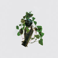 Torn Off Feathers from an Angel - Valance Drakes