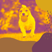 Spectacular Ambience for Dog Walking - Dog Music Zone